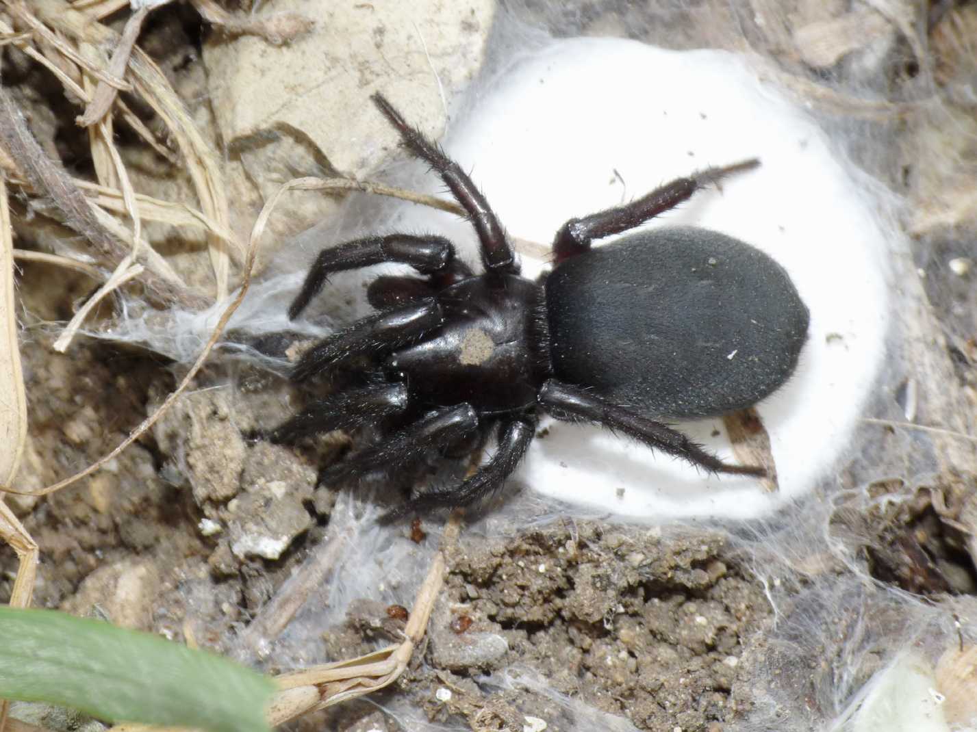 Gnaphosa lucifuga (Gnaphosidae) con ovisacco